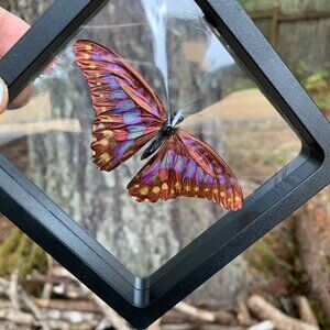 Sugarlight Real Butterfly